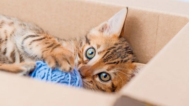 Katze spielt mit Garn in Schachtel