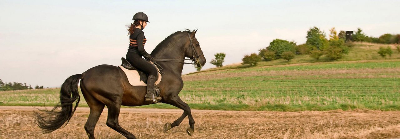 Wer schwungvoll reiten möchte, muss mit seinem Pferd ausgiebig trainieren.