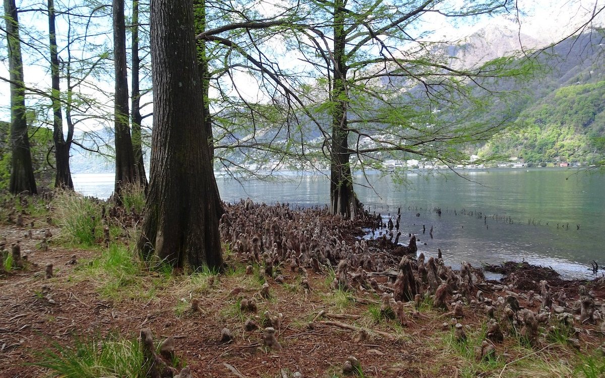 Sumpfzypressen bilden am Ufer der Brissago-Insel ihre typischen Wurzeln aus wie am natürlichen Standort. 