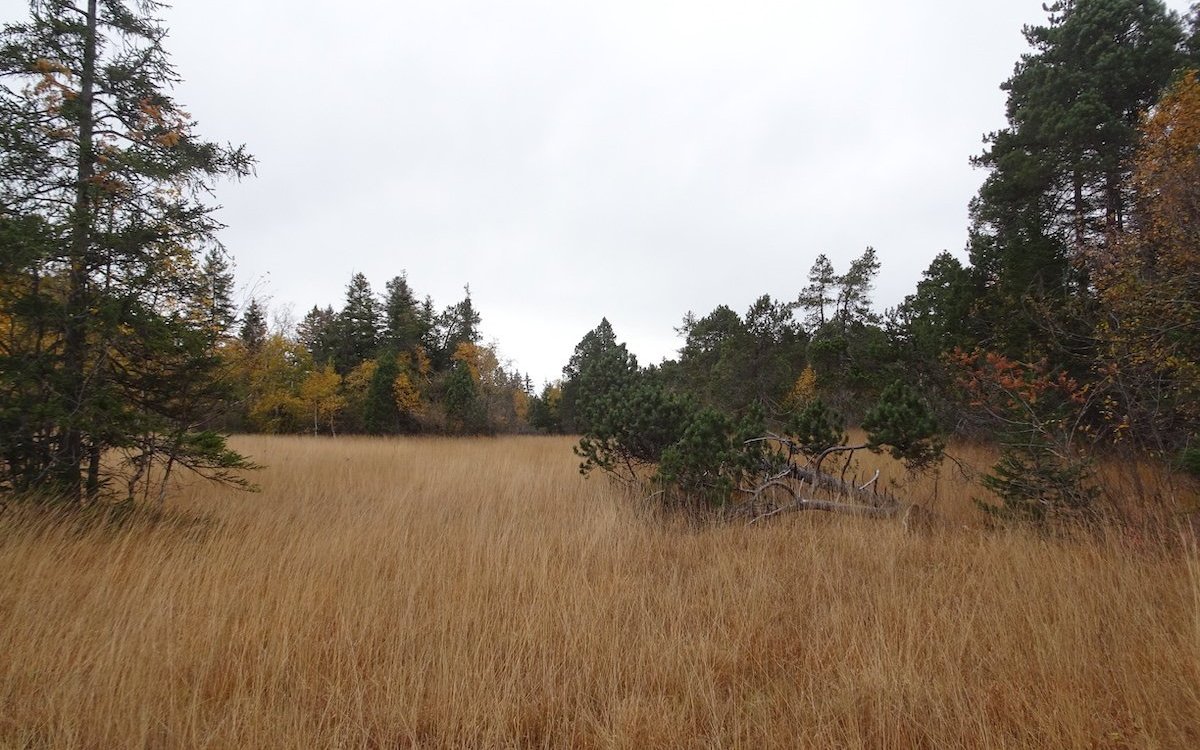 Das Hochmoor bei Les Pléiades ist ein mystischer Ort. Hier weist noch nichts auf die besonderen Schlauchpflanzen hin. 