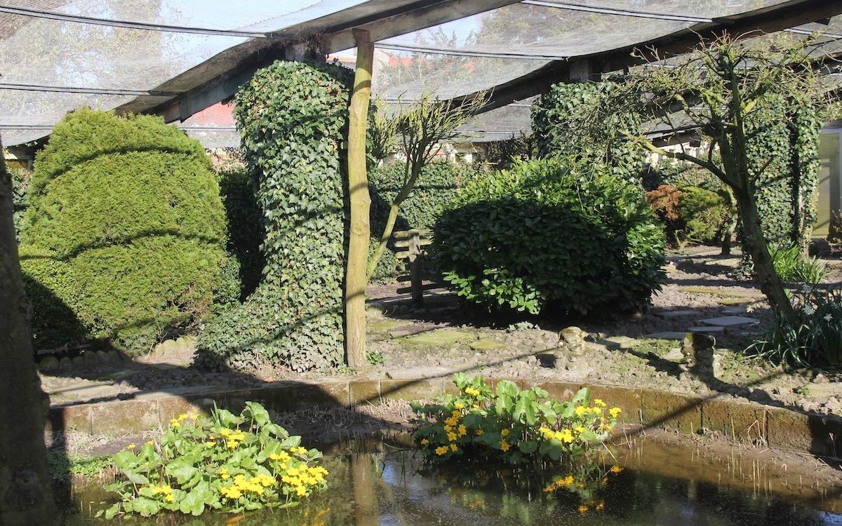 Äusserst grosszügige Freivoliere bei Siegfried Kirschke in Wilhelmshaven, Deutschland. 