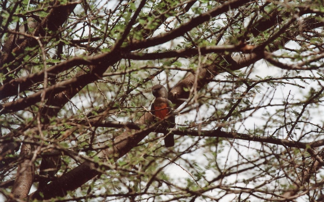 Der Rotbauchpapagei verbringt die heissen Nachmittagsstunden im Tarangire-Nationalpark in Tansania in einer Akazie. 