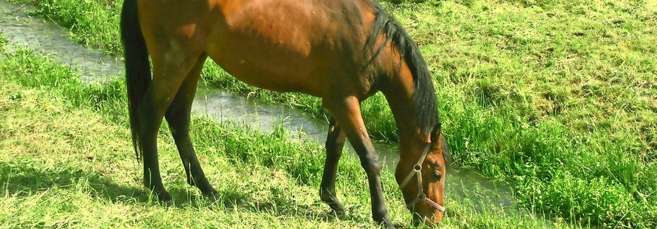 Unter der sogenannten Graskrankheit leiden fast ausschliesslich Pferde auf der Weide.