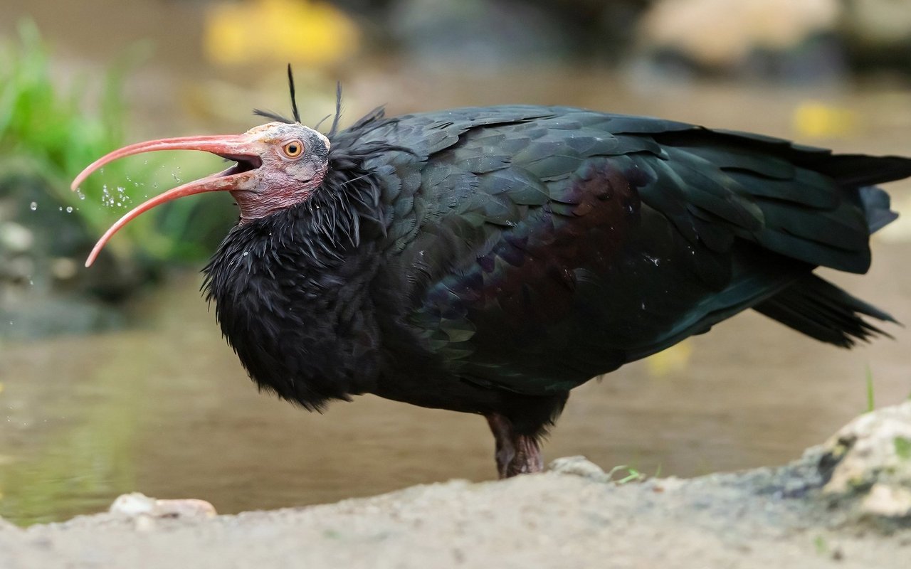 Der Waldrapp wurde in Europa immer seltener. 