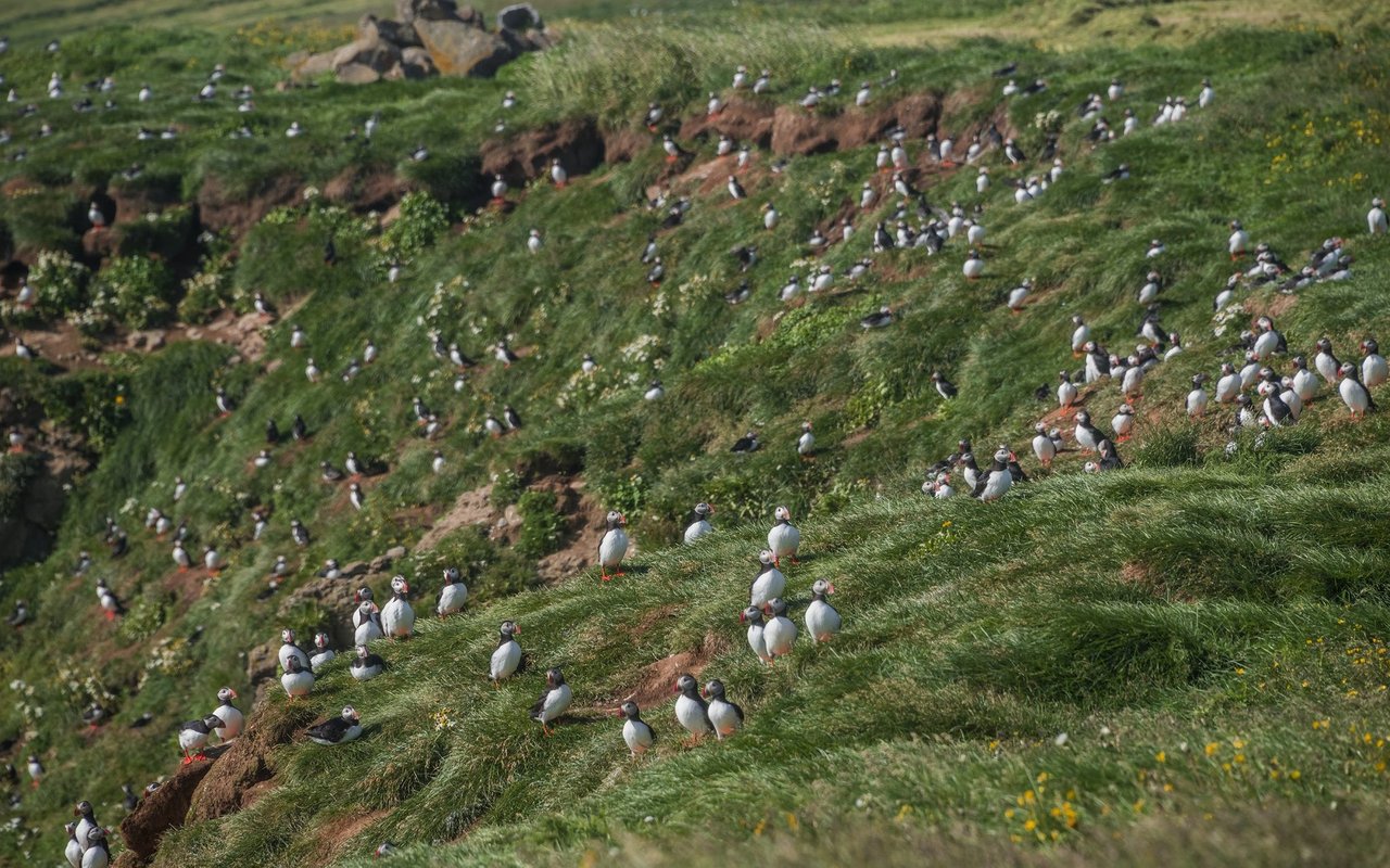 Über sechs Millionen Vögel kehren jeden Sommer zum Nisten nach Island zurück.