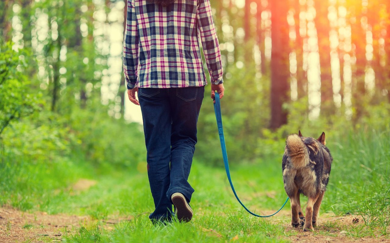 Auch in Gebieten, in denen keine Leinenpflicht herrscht, lohnt es sich, zum Schutz der Wildtiere, den Hund an die Leine zu nehmen. 