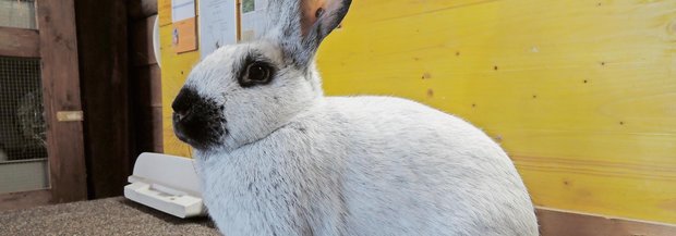 Chamagne-Silber-Kaninchen