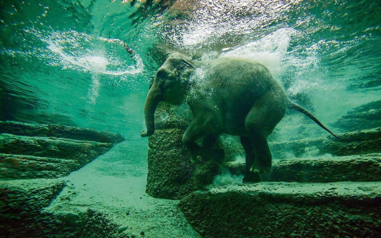 Asiatischer Elefant beim Baden im Zoo Zürich.