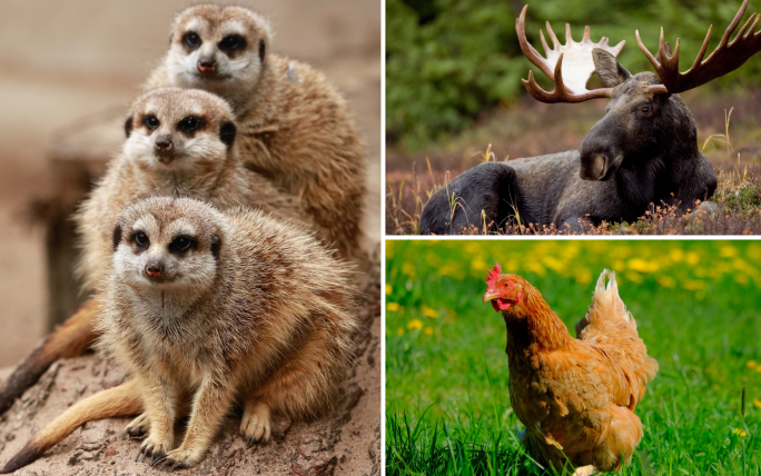 Für jeden etwas dabei – ob den Erdmännchen bei der Fütterung zusehen, die Entstehungsgeschichte des Huhns erforschen oder im Wildpark Elche beobachten.