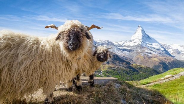 Walliser Schwarznasen vor dem Matterhorn