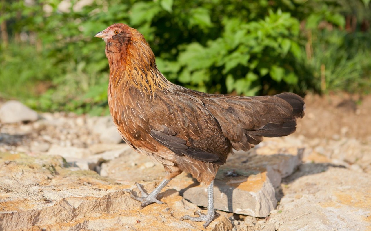 Die Tiere sind ein lebendes Appenzeller Kulturgut.