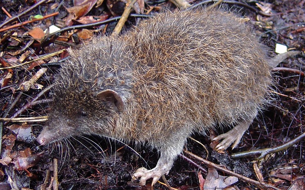 Philippinischer Rattenigel (Podogymnura intermedia)