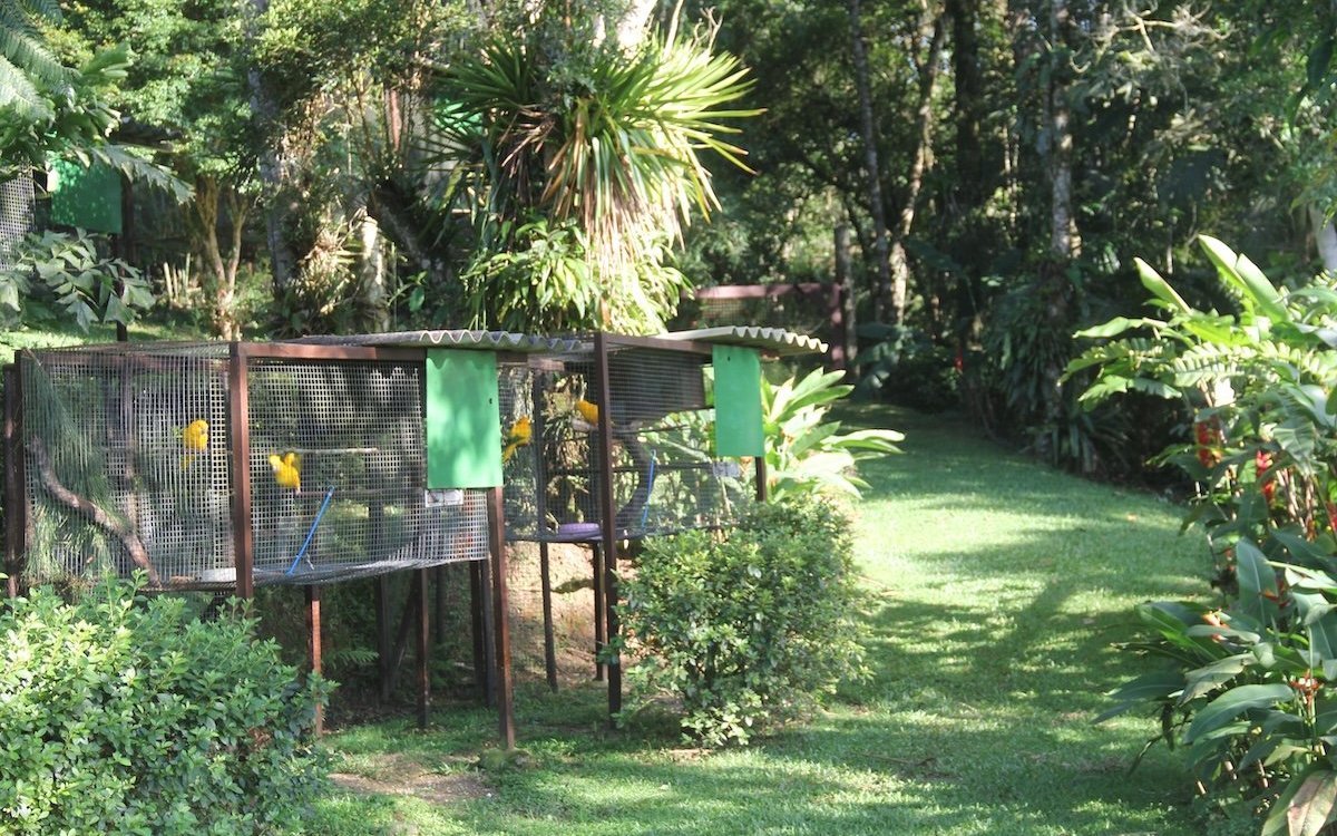 Die Goldsittiche der Lymiongton Foundation ausserhalb von Sao Paulo in Brasilien sind inmitten von tropischer Vegetation im Atlantischen Wald in Hängekäfigen untergebracht. 