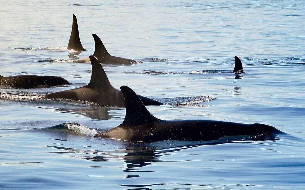 Schwertwale leben mit ihren Jungtieren in Weibchen-Verbänden.