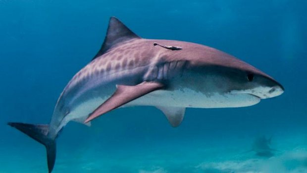 Tiger_shark-Albert-kok-by-sa_s.jpg