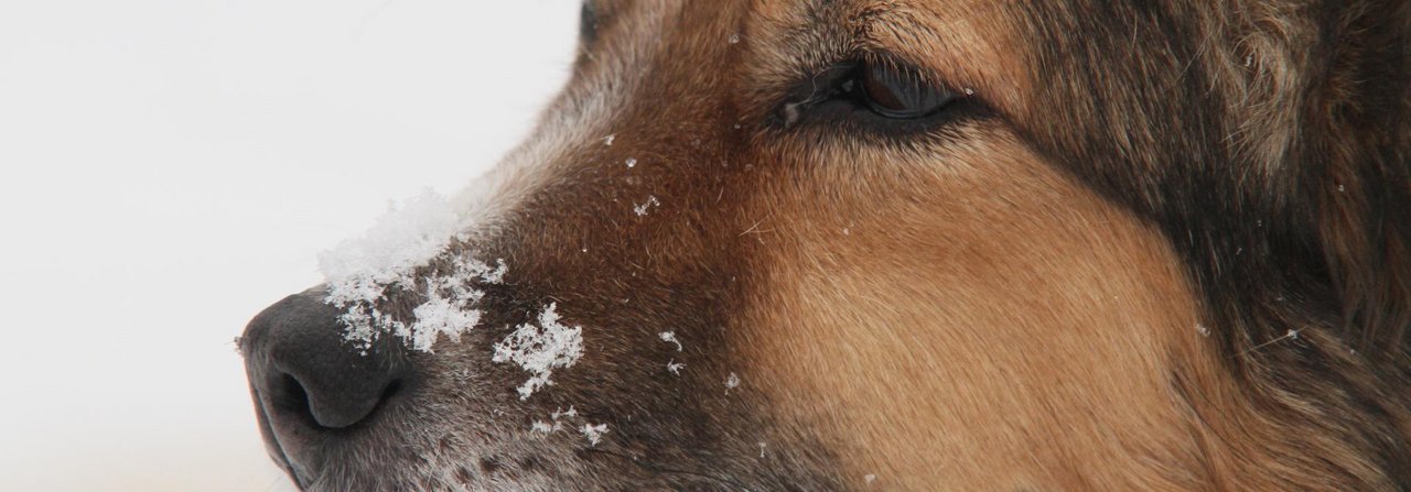 Erkältete Hunde brauchen Ruhe und Wärme.