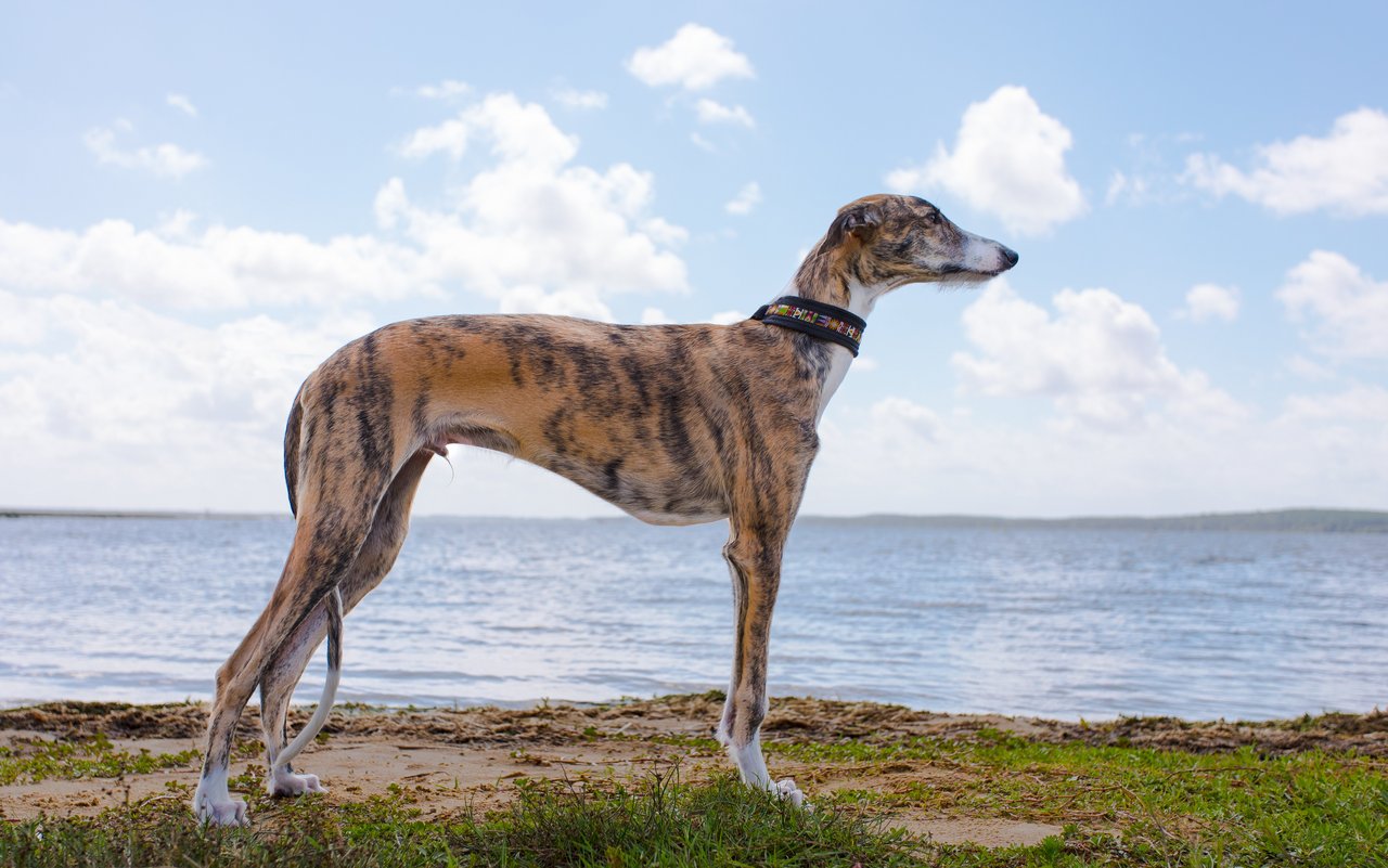 Ein Greyhound hat lange, dünne Beine. 