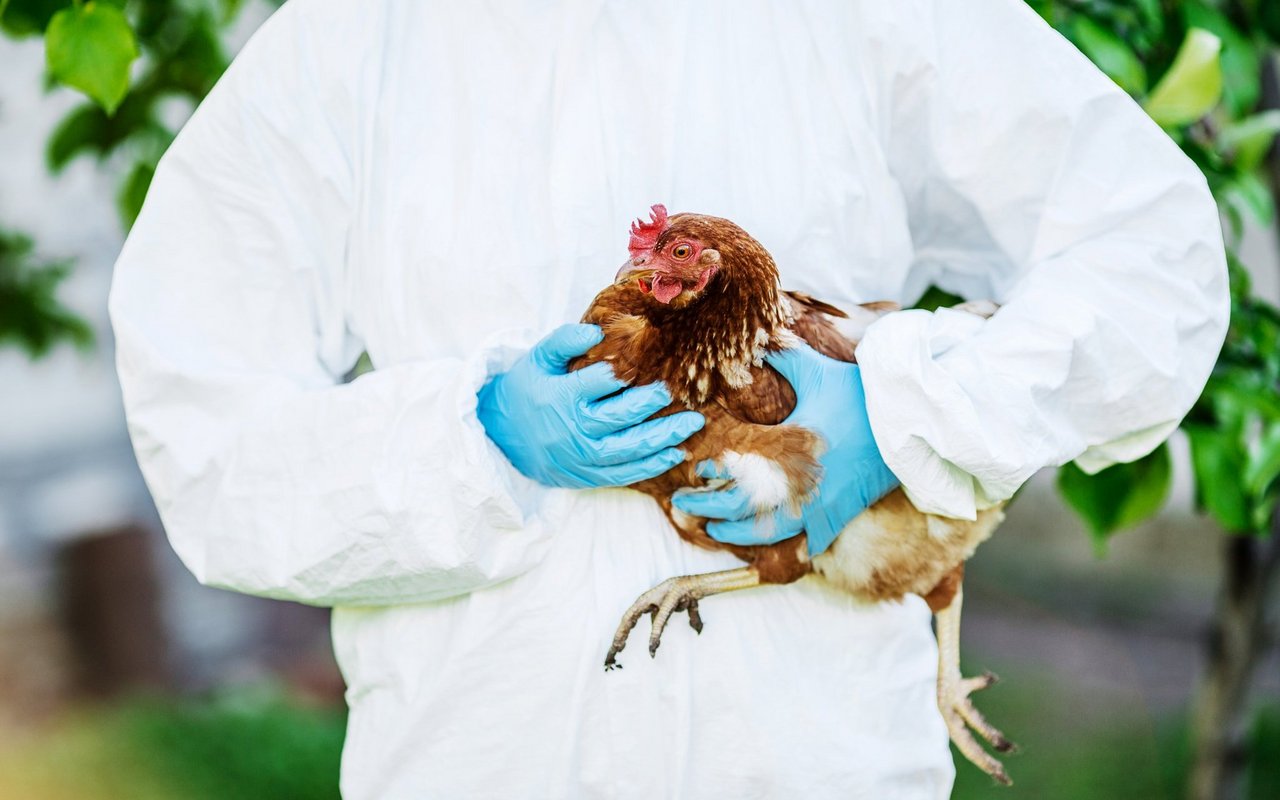 Millionen Hühner mussten im vergangenen Winter in Europa wegen der Vogelgrippe getötet werden.