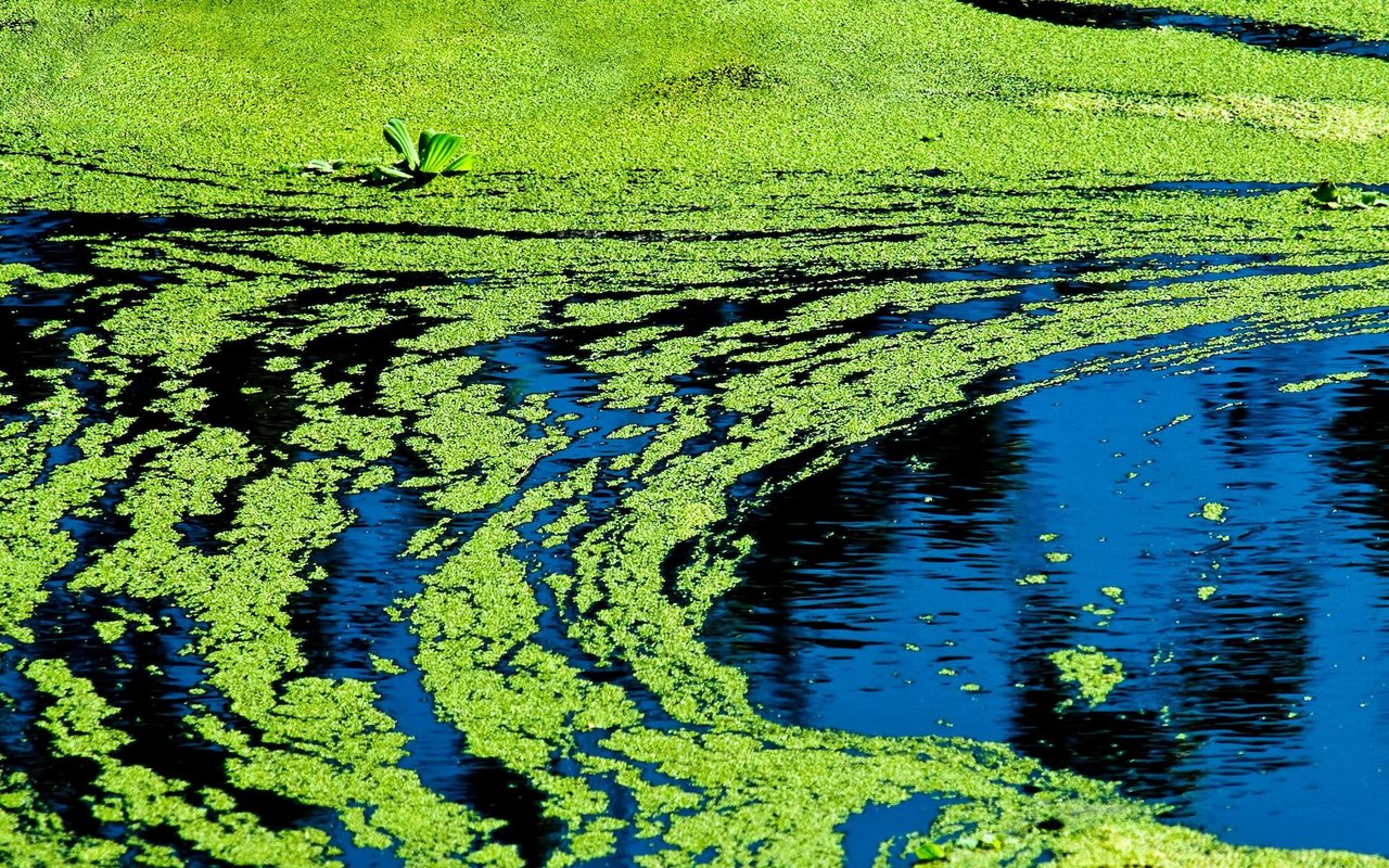 Auch für Tiere sind die Cyanobakterien gefährlich.