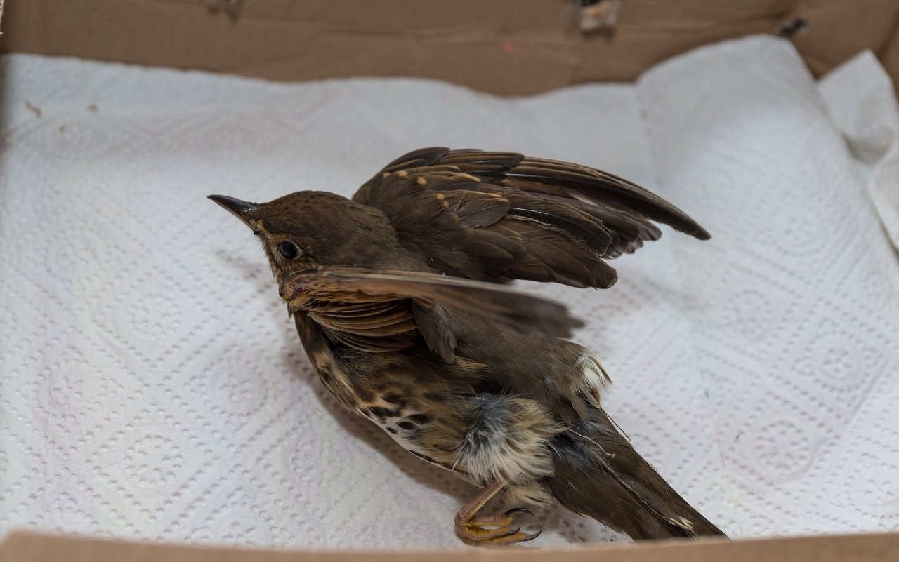 Vögel sind sehr stressanfällig. In einer dunklen Kartonschachtel mit Luftlöchern fühlen Sie sich sicher.