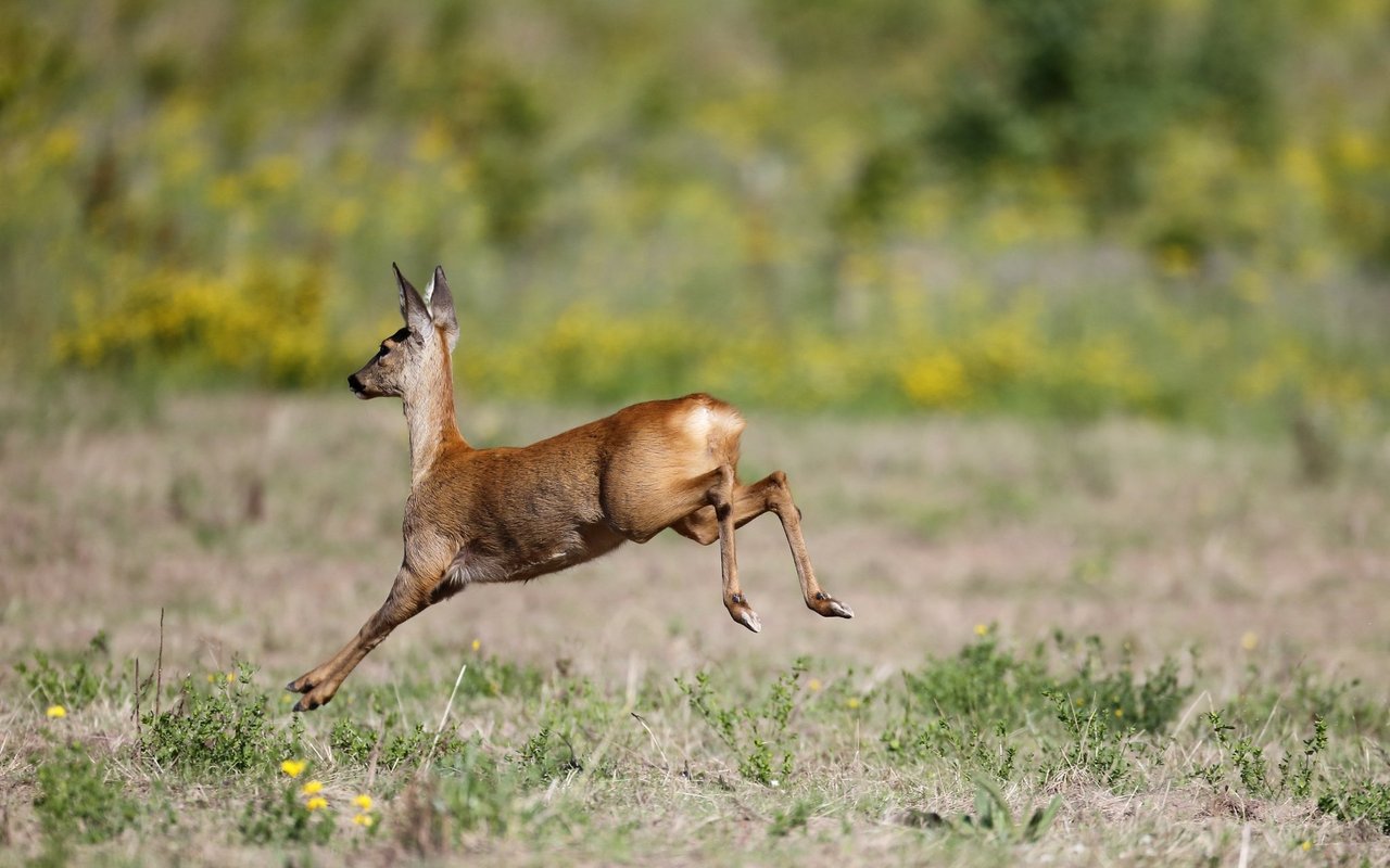 Rehe leben vorwiegend im Wald, am Waldrand und auf den angrenzenden Wiesen.