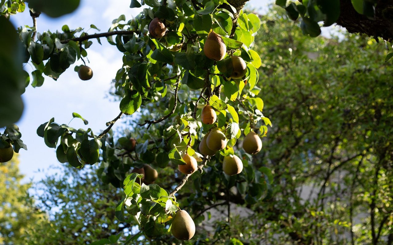 Angebaut werden verschiedenes Obst und Gemüse aber auch Hülsenfrüchte.