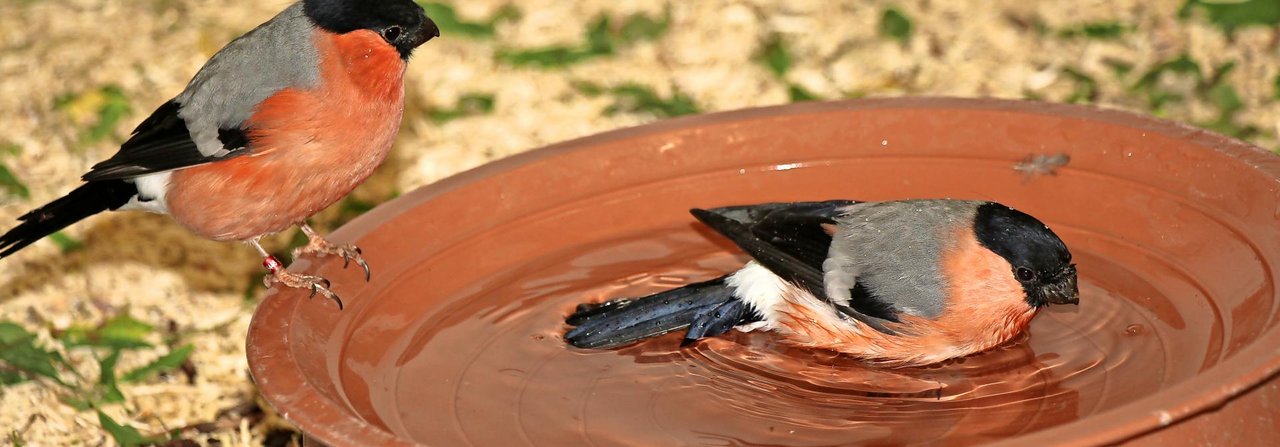 Nordische Gimpel sind haltebewilligungspflichtig und baden gerne, wie die meisten Vögel.