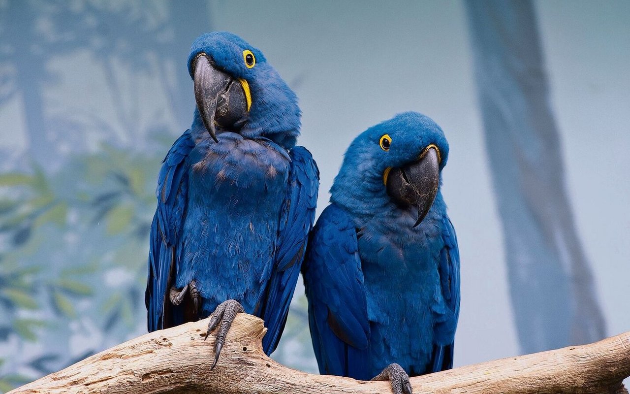 Hyazinth-Aras sind wegen ihrer blauen Farbe vom Aussterben bedroht.