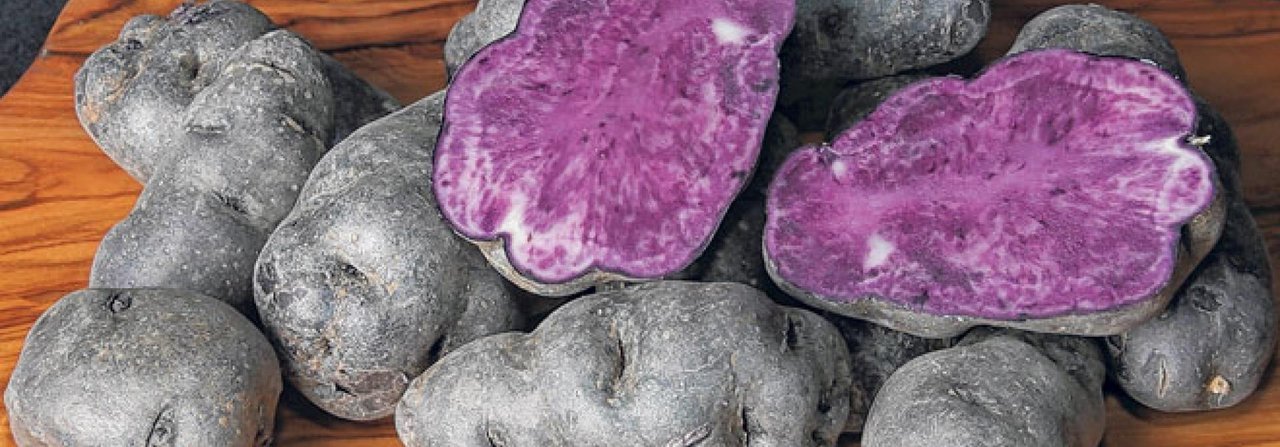 Auch in ungewohntem Violett schmecken Kartoffeln herrlich.