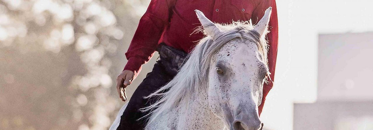 Harmonie zwischen Mensch und Pferd: Reto Gfeller reitet häufig ohne Sattel, Zaumzeug, Halsring und Peitsche.