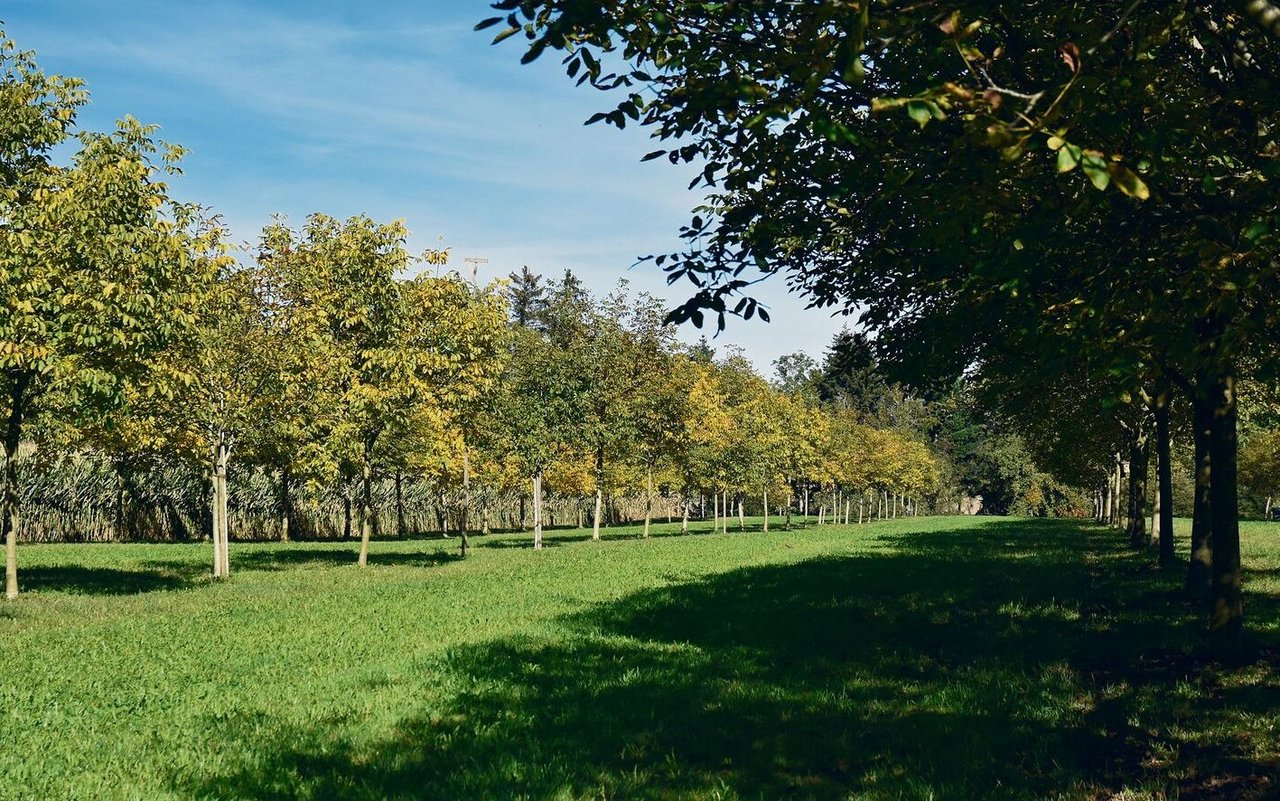 Walnuss-Plantage im thurgauischen Hörhausen.