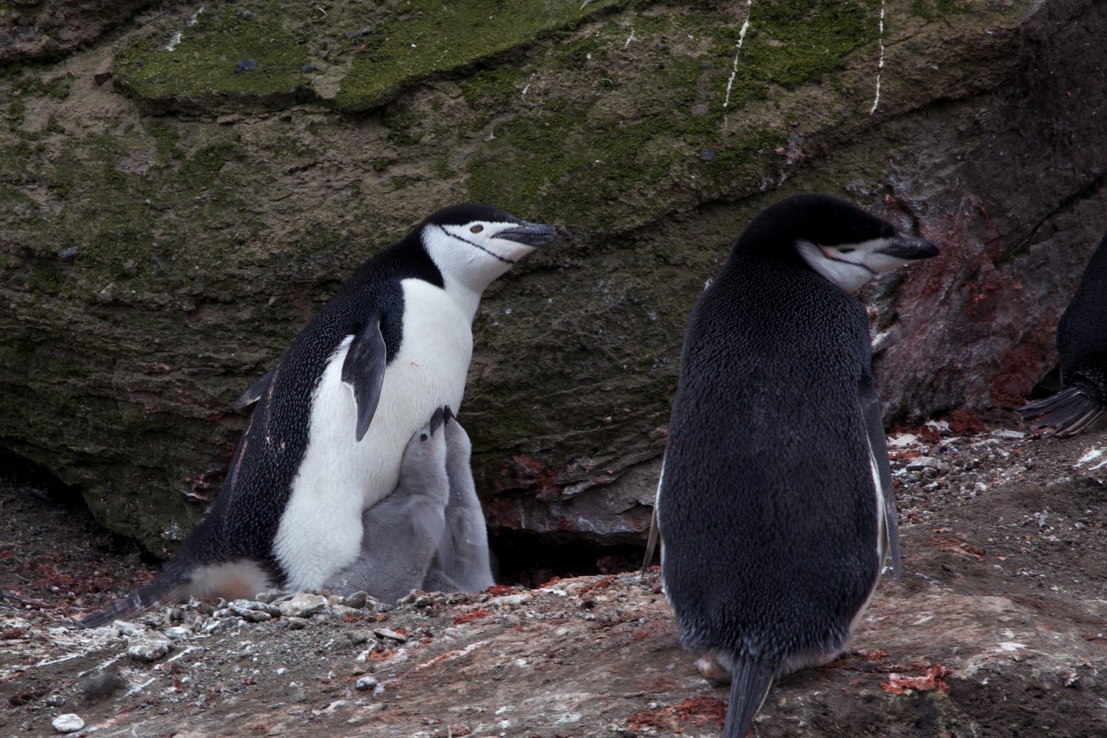 Pinguine schlafen nur sekundenlang - tierwelt.ch | TierWelt