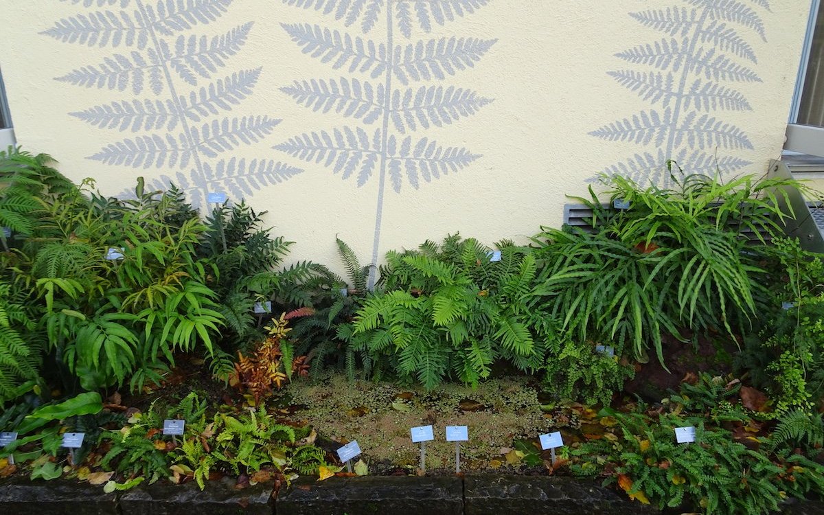 Im Botanischen Garten Bern wird im Kleinen die Entwicklung des Pflanzenlebens auf der Erde gezeigt. Hier gedeihen Farne entlang einer Hausmauer. 