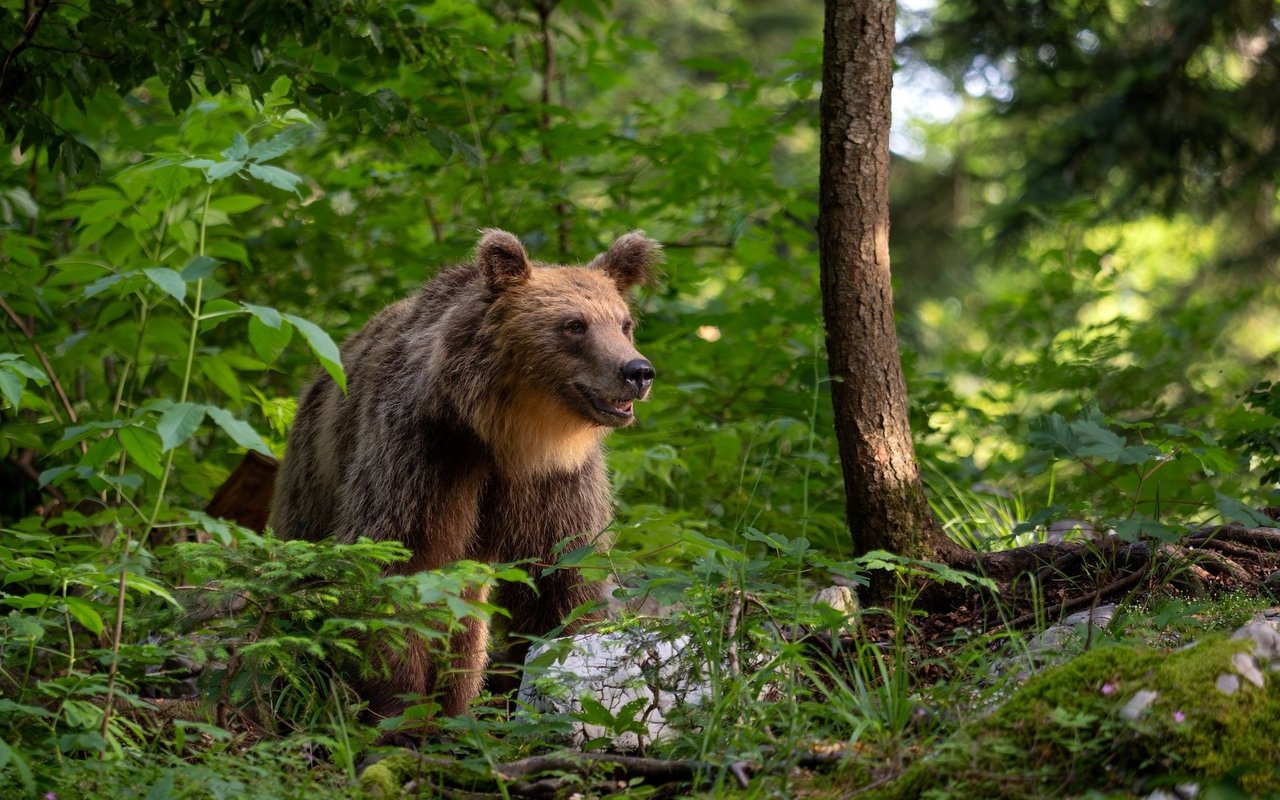 In den weiten Wäldern Sloweniens lassen sich auf Bear watching - Touren mit etwas Glück die grossen Raubtiere beobachten. 