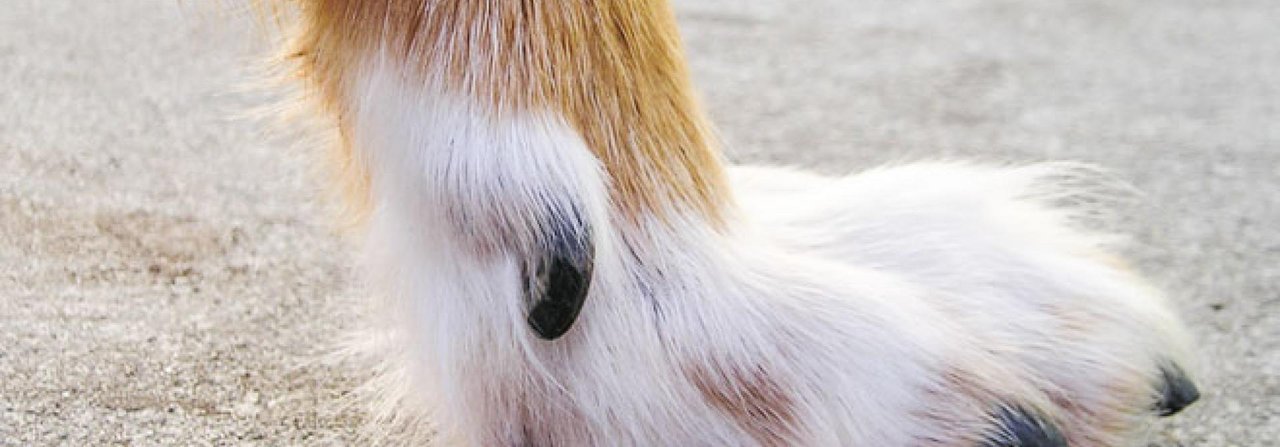 Der «Daumen» scheint bei Hunden auf den ersten Blick unnötig zu sein.