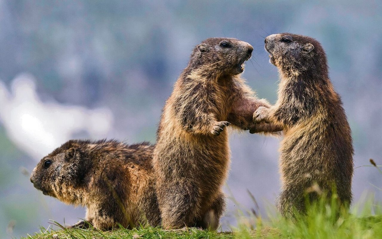 Das Spielen und Kämpfen junger Murmeltiere entscheidet über den späteren Platz in der Rangordnung der Murmeltierfamilie. 