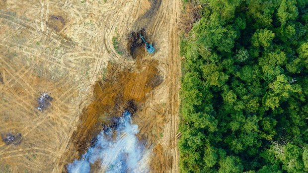 Der Regenwald ist besonders stark von Abholzung betroffen. Die indigenen Völker Brasiliens fordern deshalb strengere Gesetze.