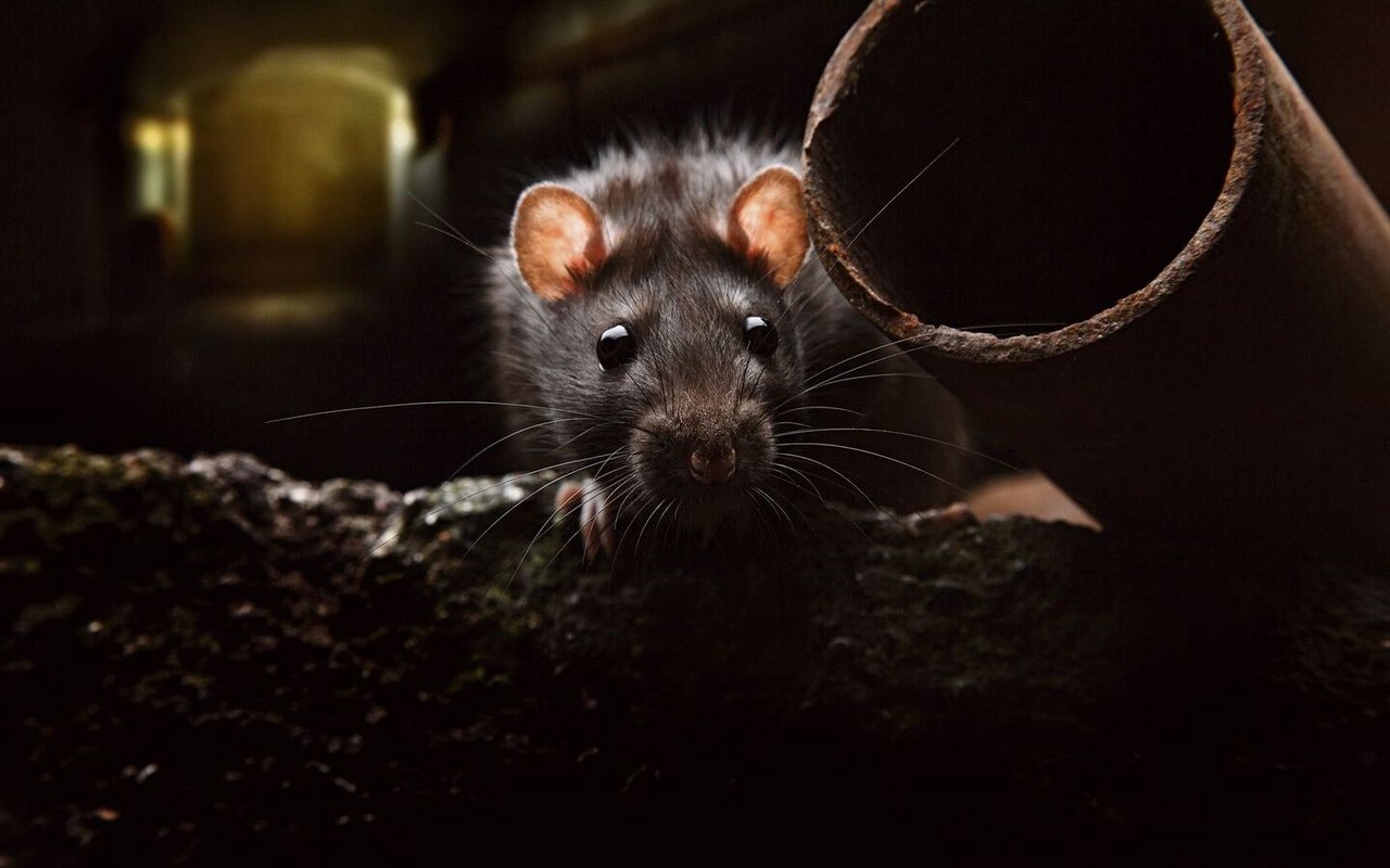 Als Haustier zeigen Ratten, dass sie besser sind als ihr Ruf.