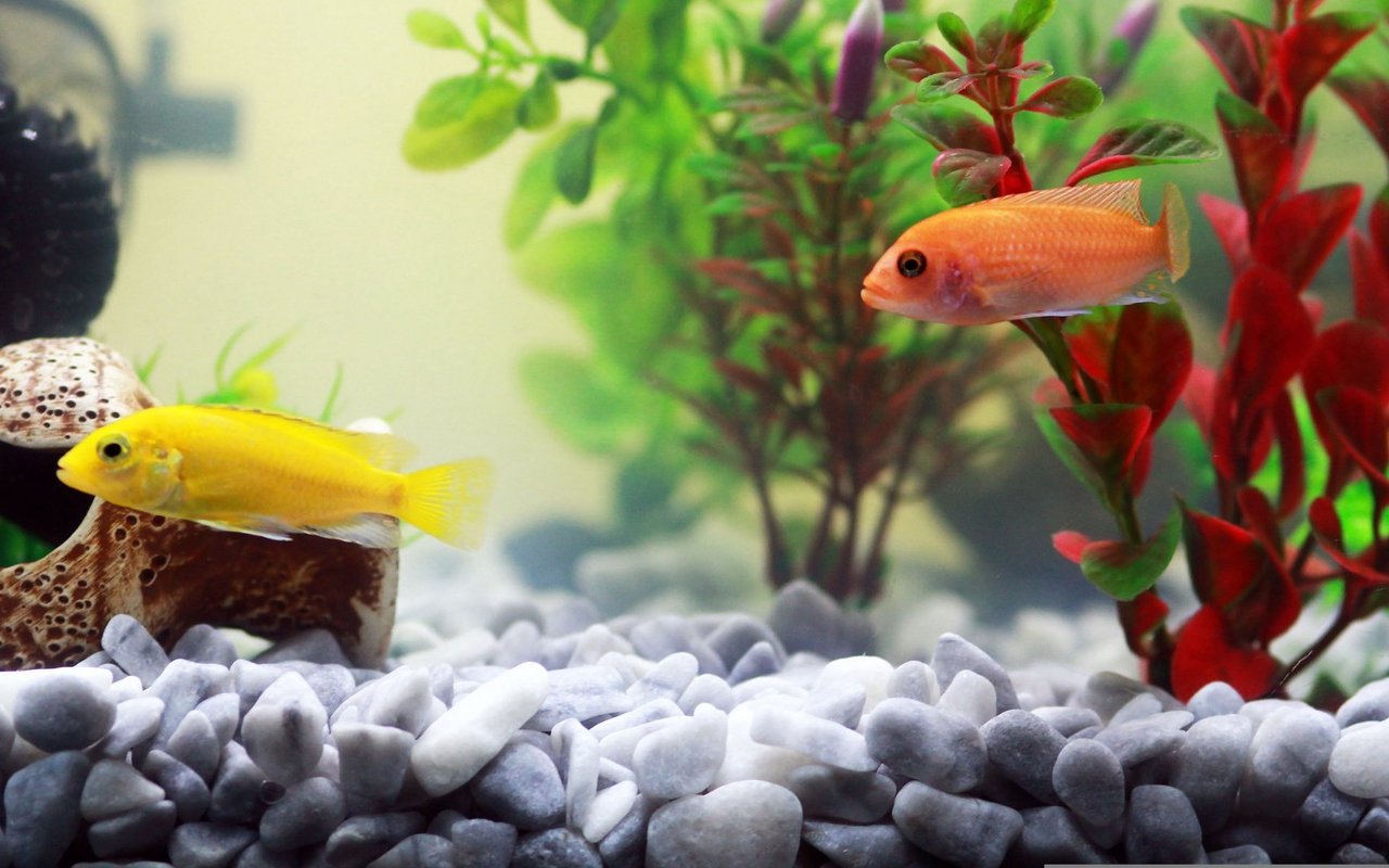 Viele Fische sind nichts für Anfänger.