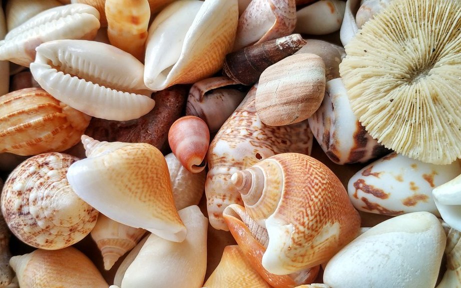 Ausser Korallen, einigen Schnecken und Fechter- sowie Mördermuscheln, dürfen sonstige, am Strand gefundene Muscheln als Strandgut von den Ferien nach hause mitgenommen werden. 