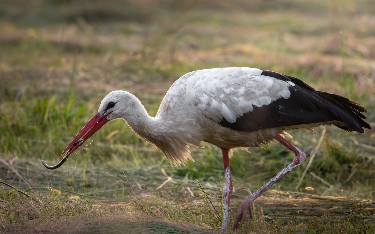 Fressen und gefressen werden. Mal ist die Blindschleiche auf Jagd, mal wird sie selbst gejagt und erlegt.