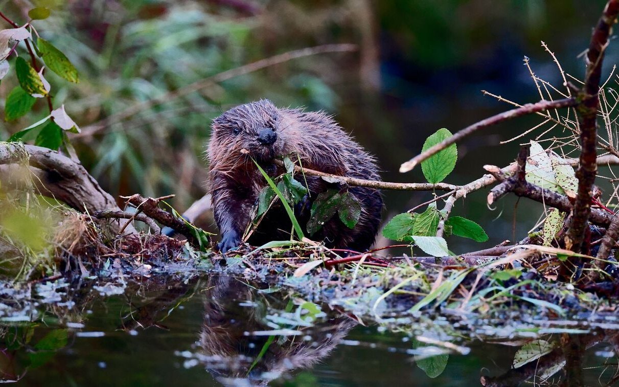Biber gelangen vom grossen Fluss in kleine Zuflüsse.