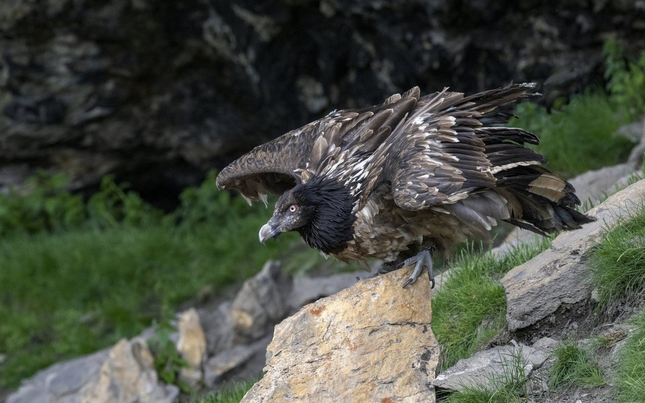Das Bartgeier-Weibchen macht sich bereit zum Abflug. 