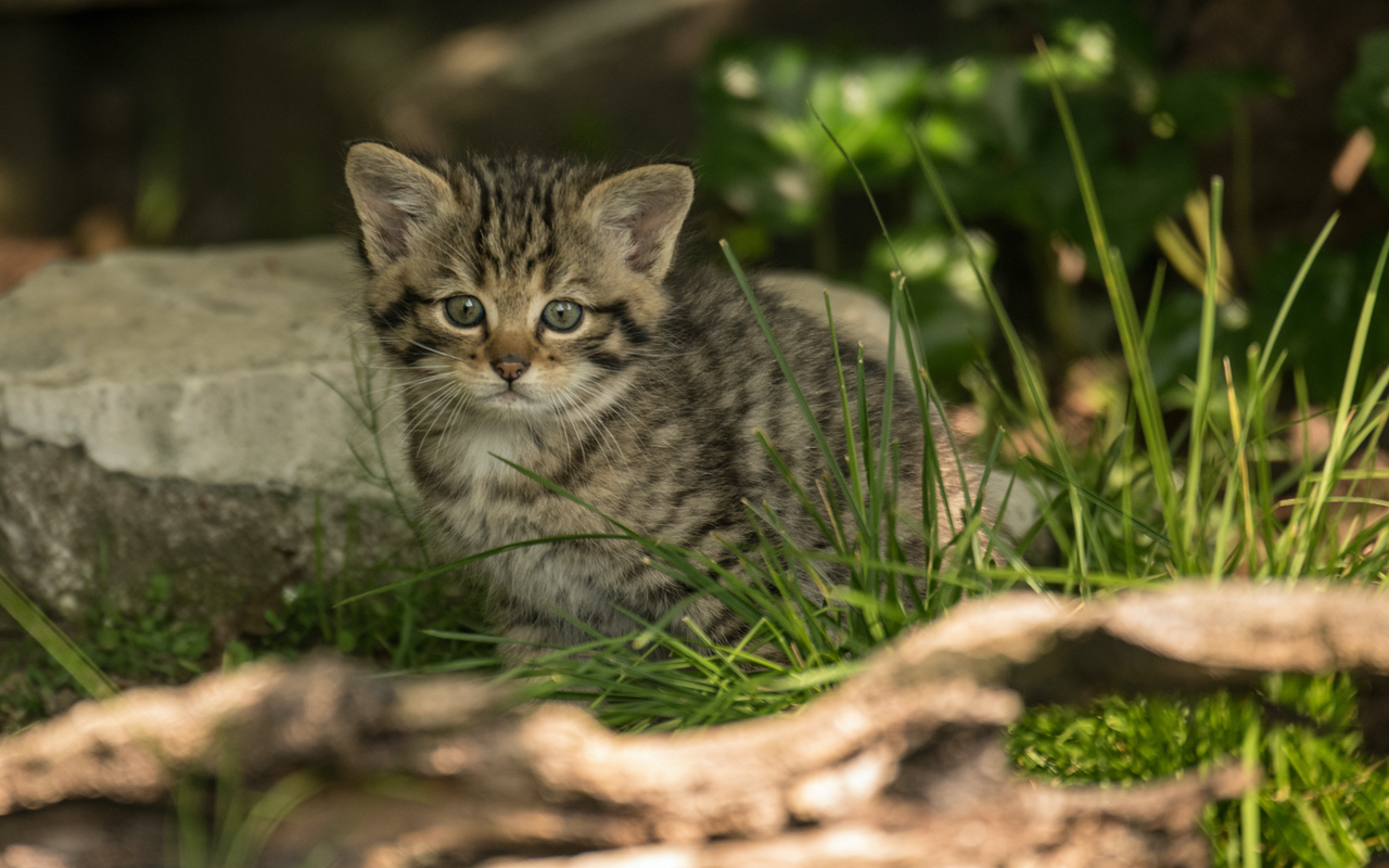 Wildkatzenbabys sind zwar süss, aber unzähmbar.