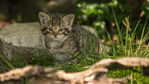 Wildkatzenbabys