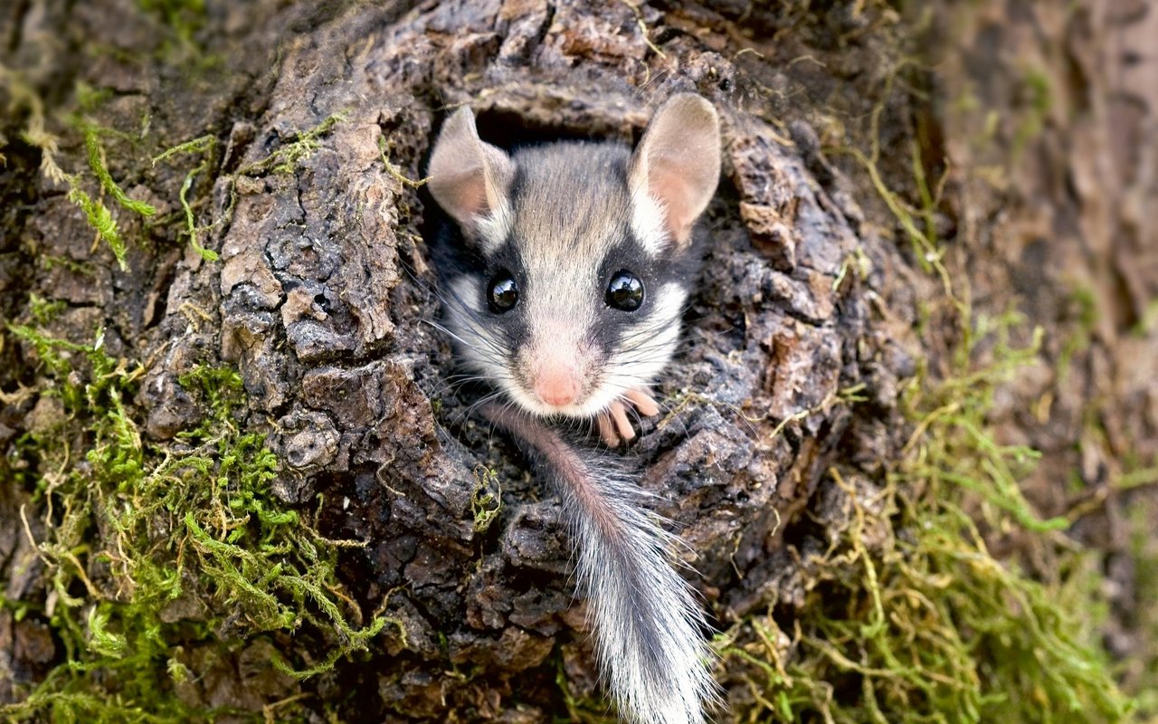 Der Gartenschläfer ist mit seiner «Zorro-Maske» unverkennbar. 