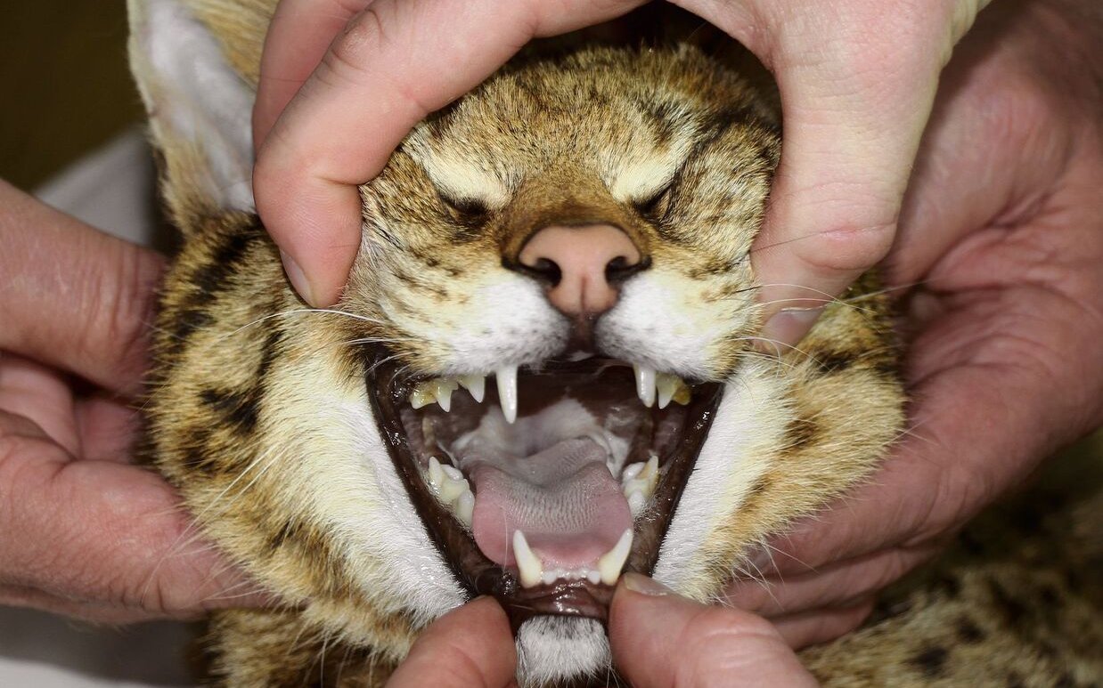 Savannah-Katzen sind Raubtiere. Ihr Gebiss ist demjenigen eines Servals ähnlich.