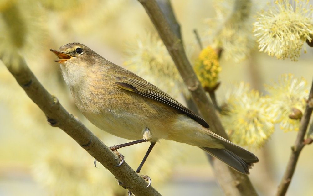 Der Zilpzalp ist ein Zugvogel und ruft im Frühling unverkennbar. 