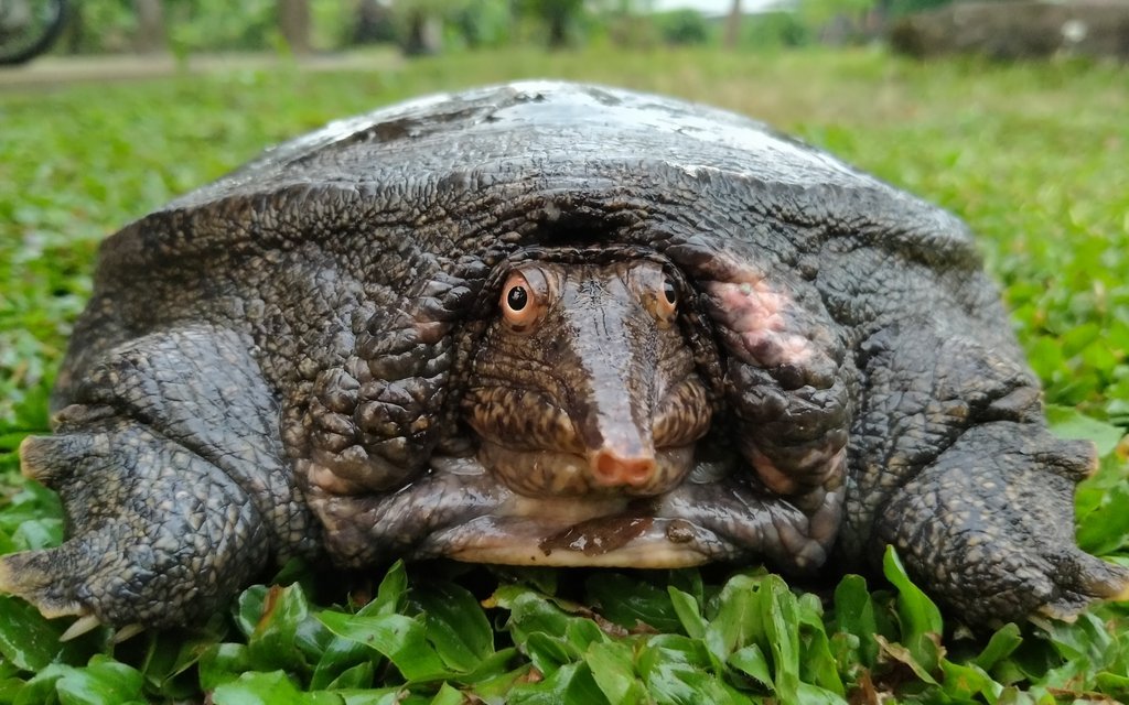 Weichschildkröten sind sehr beweglich und ziemlich bissig, da sie aufgrund ihres langen Halses auch rückwärts über ihren Rückenpanzer schnappen können.