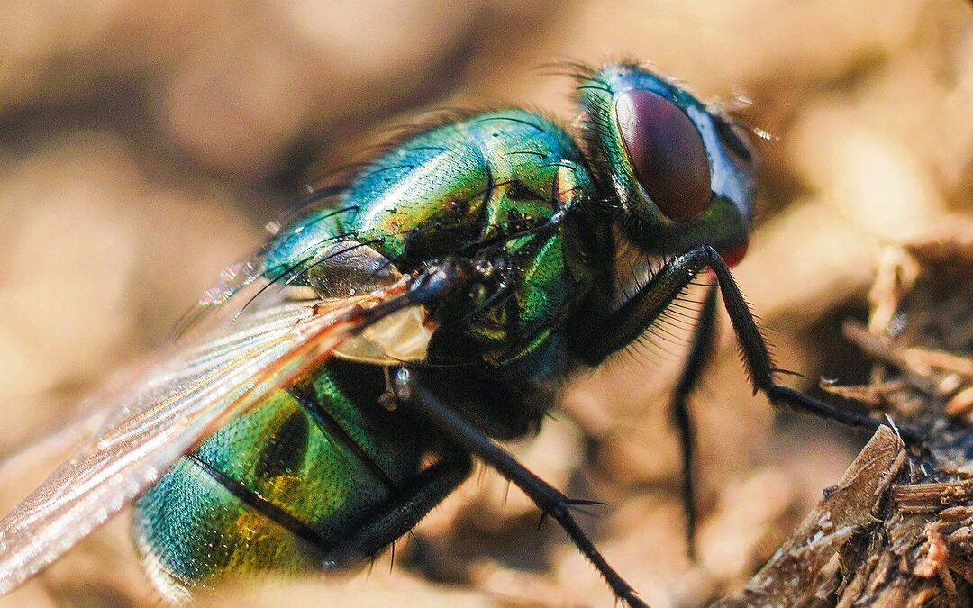 Goldfliegen, die zu den Schmeissfliegen gehören, lassen sich gerne auf Misthaufen nieder.